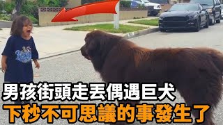 自閉症男孩街頭走丟偶遇巨犬，就當眾人揪心時，不可思議的事情發生了...