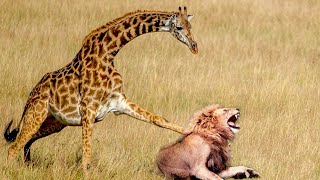 Lions Attack | Top Giraffe Vs Lion MOMENTS | Animals attack | Shahzad Studio
