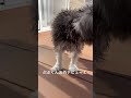 4ヶ月 ミニチュアシュナウザー ぶぶの日常 🐶「お散歩の練習だワン🐾」