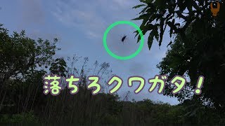 クワガタが居る木を揺すってみる / stag beetle down