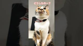 乱れるカメラワークに動じない猫 #ねこ #こねこ #cat #cutecat #保護猫 #かわいい #猫のいる暮らし #猫のいる生活 #apt #shorts #short #おもしろ #猫動画