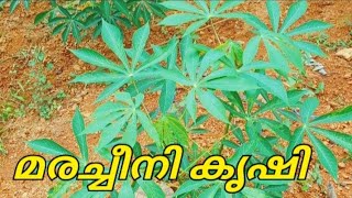 മരച്ചീനി കൃഷി Tapioca farming @krishijwala