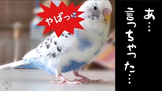 仲良く会話中、うっかり口をすべらせたインコ【おしゃべり　ぴのちゃん】