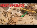 Sugar ant nest upgrade - Ant Keeping - Camponotus