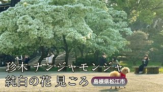 珍木「ナンジャモンジャ」　純白の花 見頃　松江城山公園（島根県松江市）