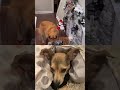 so precious and handsome❤️ funny petduo funnydog duet christmasduet funnyanimal dog pets