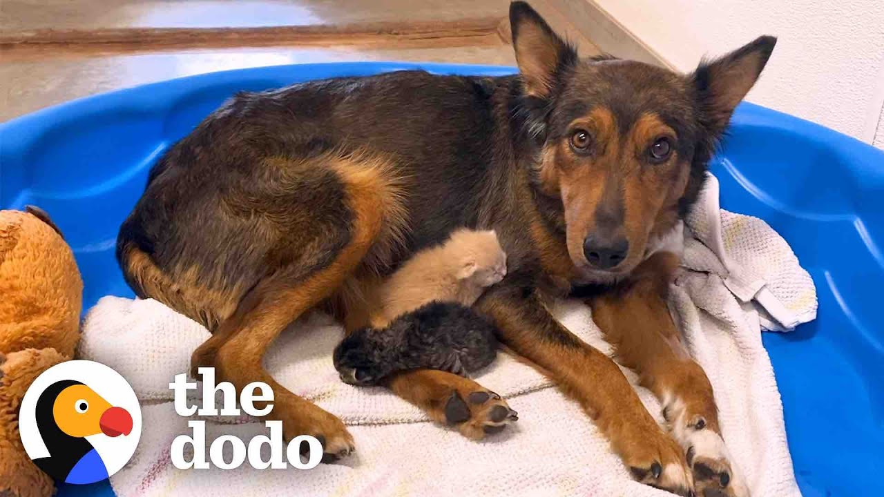 Mama Dog Who Lost Her Puppies Was Heartbroken Until She Got Kittens | The Dodo