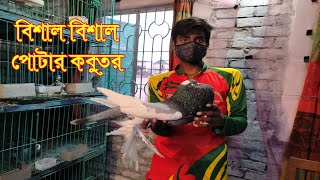 পোটার কবুতর || Pouter Pigeon Price || Black Pouter ||