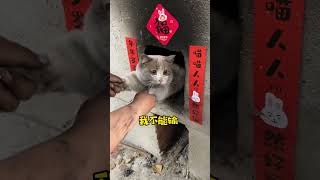 要不是为了罐罐我是不会出来的!#谁能拒绝傻憨憨的小猫咪 #小奶猫 #记录猫咪日常#空酱