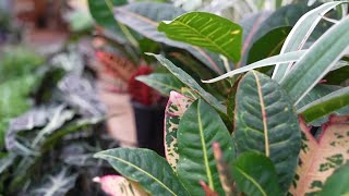 How to protect your plants during cold weather