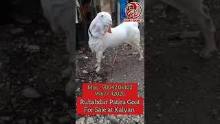 Patira Goat for Sale at Kalyan. #shorts #tiktok #funnyvideo #viral  #trending #patira #goats