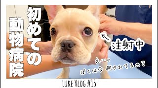 注射なんて怖くないもん！はじめての動物病院！！赤ちゃんフレンチブルドッグのルーク【Luke VLOG #15】