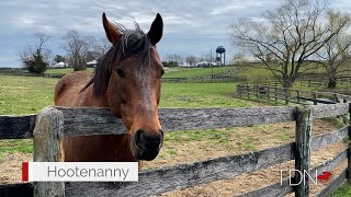 Champion Hootenanny Finds Stallion Success at Ward Ranch