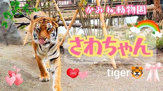 【かみね動物園】 トラのさわちゃん(♀) Tiger \