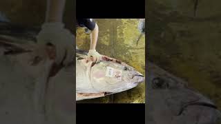 完美切割巨型蓝鳍金枪鱼Perfectly Cutting a Giant Bluefin Tuna