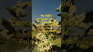 తెల్ల జిల్లేడు, సూర్య గ్రహ మొక్క svetarka#Shorts#Crown Flower #Poisonous Plant#Calotropis procera,L.