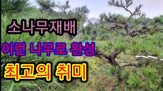 소나무 전지전정방법 2051편(가을에 할일)