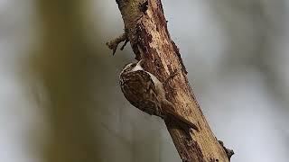 Treecreeper