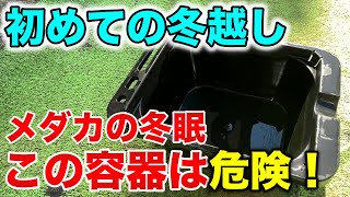 上手に冬越し出来るか不安な方へ！冬のメダカ飼育のポイントを紹介します！【めだかの冬眠】