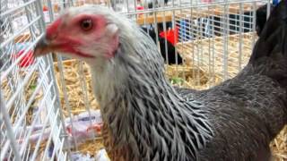 Poule de Twente saumon argenté, Exposition Avicole Kembs 2015