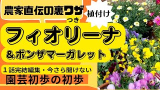 【園芸初心者】農家さん直伝の裏ワザ・フィオリーナ＆ボンザマーガレットの植付け・今さら聞けない初歩の初歩・切戻し・挿しめ