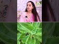 ajwain leaves। अजवाइन के पत्ते के ये फायदे जानते हैं आप