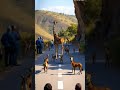 baby giraffe jumping down from large rock🦒😱 shorts jump omg youtubeshorts