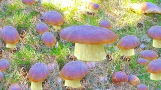 MUSHROOMS 2023 SHOCK !🟣 MY BEST BIGGEST BOLETUS EDULIS ! MUSHROOM PICKING