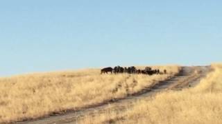 Oak Stone Outfitters rifle pig hunt ,September 2016