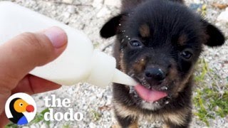 Abandoned Puppy Walks Up To A Study Abroad Student And Asks Her For Help | The Dodo