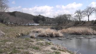 夏井千本桜　福島県田村郡小野町