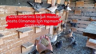 Soguk Havalarda Güvercinlerimizin Hasta Olmaması İçin Yapmamız Gerekenler