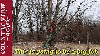 I Need Bigger Equipment for this Job.  This Huge maple tree needs cut down.