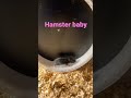 Hamster