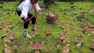 MUSHROOMS 2023 - MUSHROOMS PICKING HUGE ! THE BEST BOLETUS EDULIS🌕