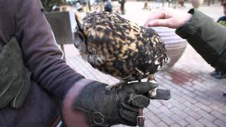 ワシミミズク - 富士花鳥園