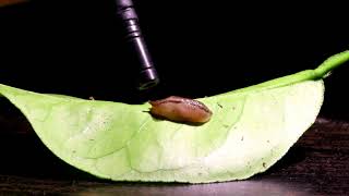 What does an eating slug sound like? This!