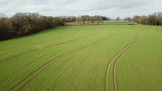 Winter Barley