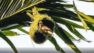 Tailorbird Nest Making | Weaver Bird Nest