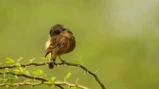 Preening Pied Bushchat