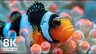 Ocean Dreams 8K - Explore Mesmerizing Sea Life with Relaxing Music