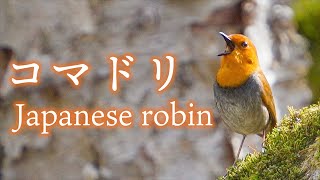 コマドリの鳴き声 囀り (Japanese robin)