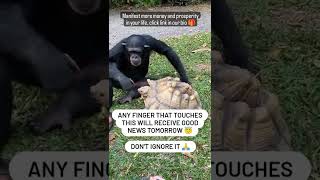 Monkey Helping Nature - A True Story