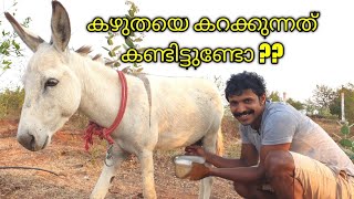 Donkey milking in Tamilnadu // Drinking Donkey  ' s  milk  / Tamilnadu series