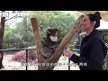 koala fight unfair treatment wronged sitting on the ground crying