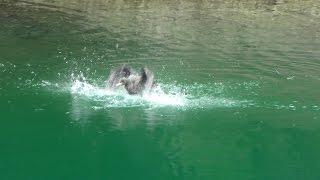 宮ヶ瀬ダム直下県立あいかわ公園のカワウの水浴び（4K動画）