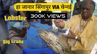 शेवंडी आणि चिंबोरयंचा निर्यातीचा व्यापार | Fish market Diwale Gaon Belapur |Devidas Seafood Crab 🦀