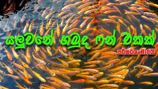 ෆන් ද ?. කිචි ද ?. රිදෙනවද ?.  |  Molly Fish | Fish Fun