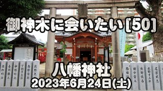 御神木に会いたい[50] 八幡神社 2023年6月24日(土)