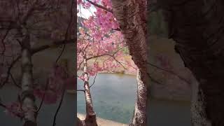 河津町の河津桜🌸2023 Kawazu Sakura🇯🇵